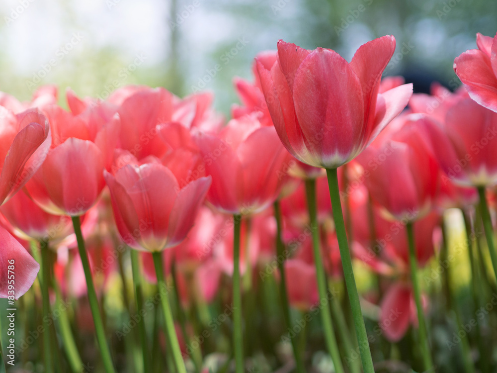 Beautiful pink tulip flowers in garden with blurred background