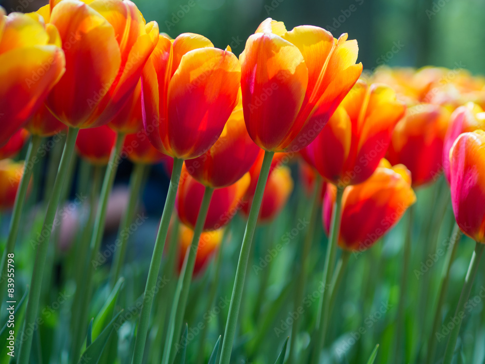 Fototapeta premium Beautiful red and yellow tulip flowers in garden with blurred ba