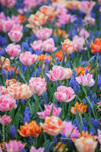 Beautiful pink tulip flowers in garden with blurred background