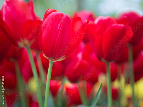 Beautiful red tulip flowers in garden with blurred background