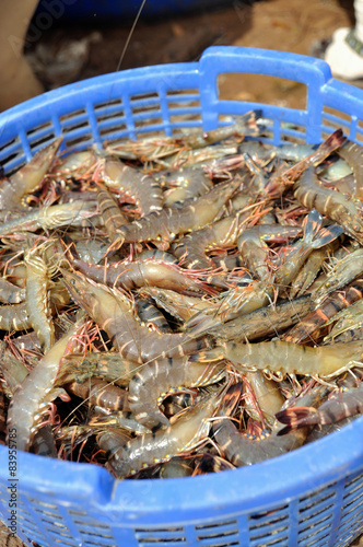 Wallpaper Mural Shrimp harvest in basket Torontodigital.ca