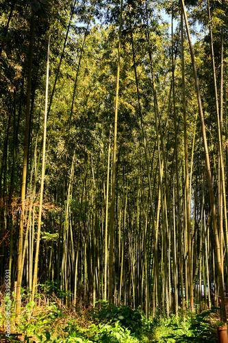 Bamboo forest  Kyoto  Japan