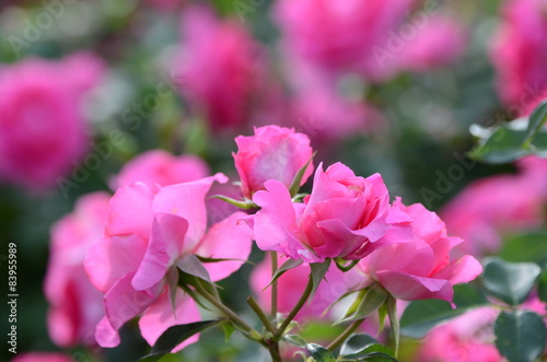 ピンク色のバラの花