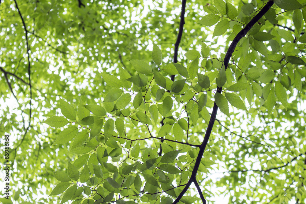 Obraz premium 木の葉の背景画像