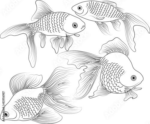 vector black and white goldfish