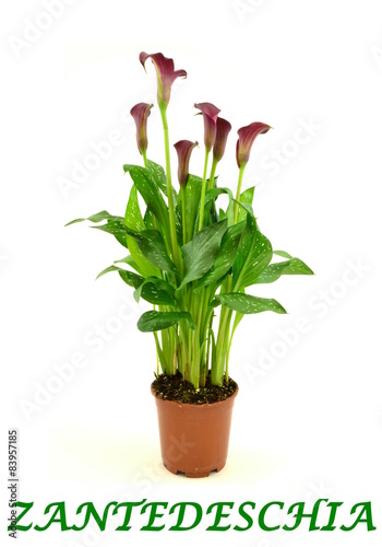 zantedeschia photo