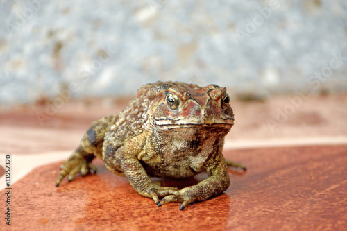 Toad standing on the tiles. © noppharat