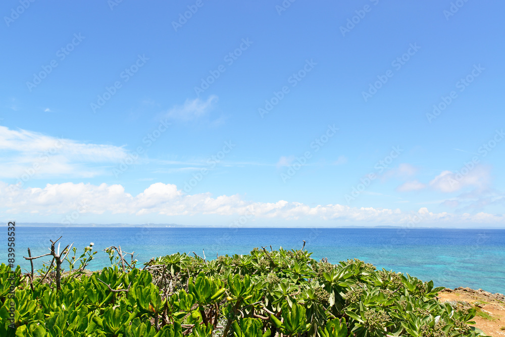 美しい沖縄の海と亜熱帯植物 美しい沖縄の海と亜熱帯植物
