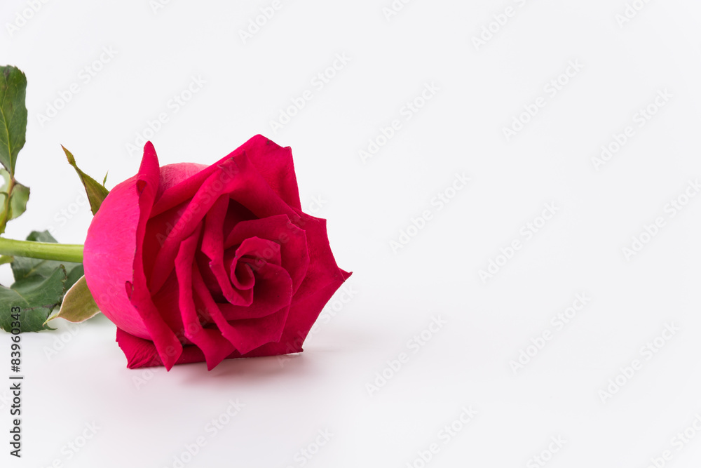 red rose red rose