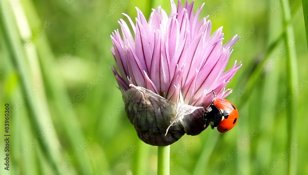 Coccinelle toilette sur ciboulette Coccinelle toilette sur ciboulette
