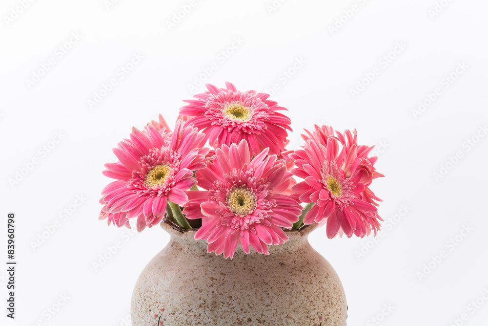 Pink gerbera flower Pink gerbera flower