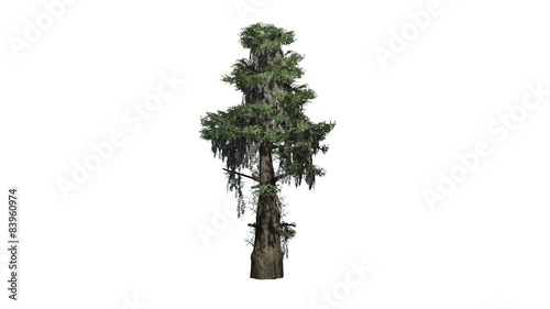 Obraz na plátně bald cypress tree  - separated on white background
