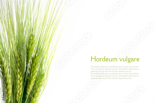 bouquet of green barley ears isolated on white background, sampl photo