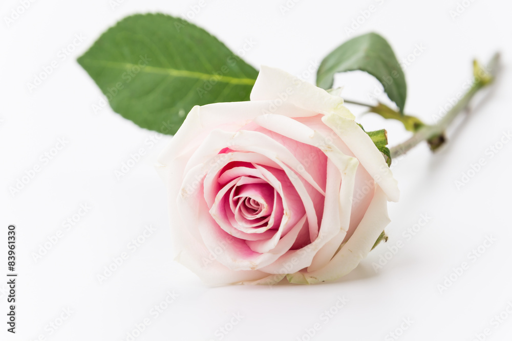 white and pink rose white and pink rose