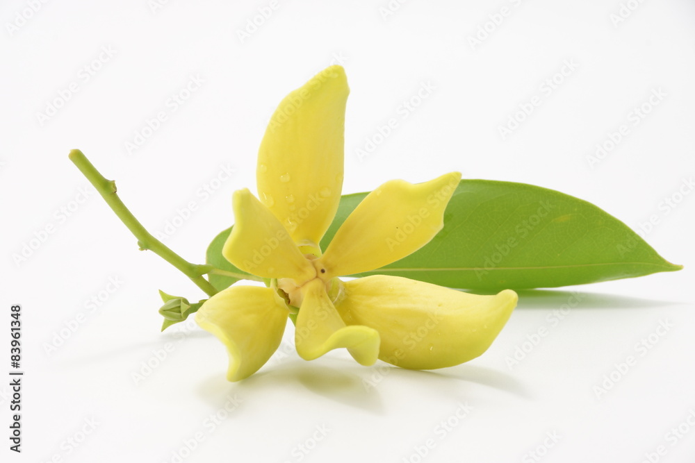 Obraz premium Yellow flower of Bhandari on white background.