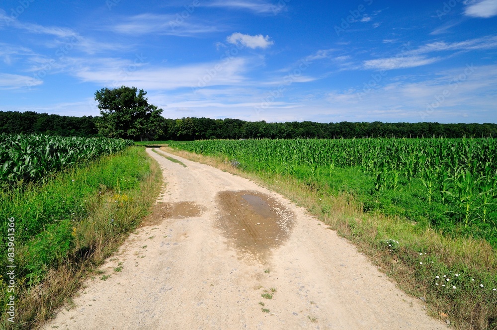 Rural road through the green corn field Rural road through the green corn field