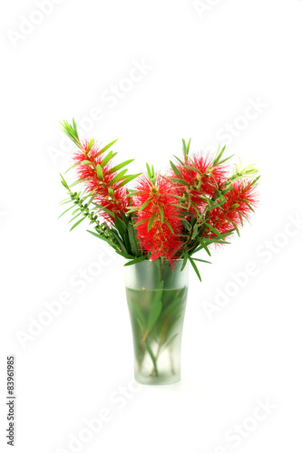 Red bottle brush flower isolated on white background, Scientific