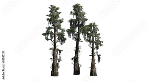 Fotografie bald cypress tree cluster - separated on white background