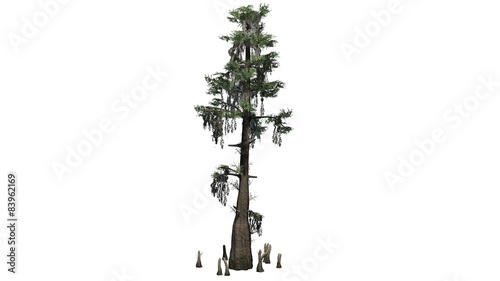 bald cypress - separated on white background photo