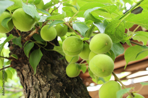 Принти на полотні Plum fruit
