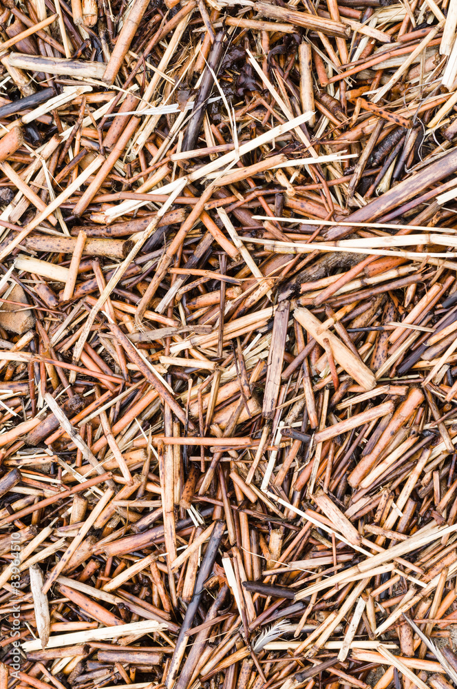 Wet reed straw background