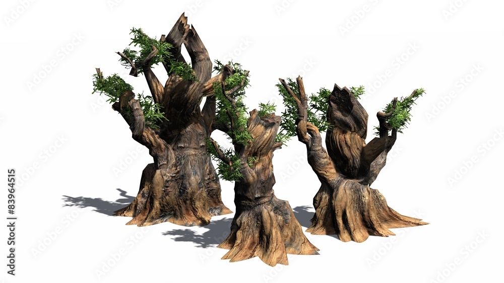 Fototapeta premium Bristlecone pine tree cluster - separated on white background