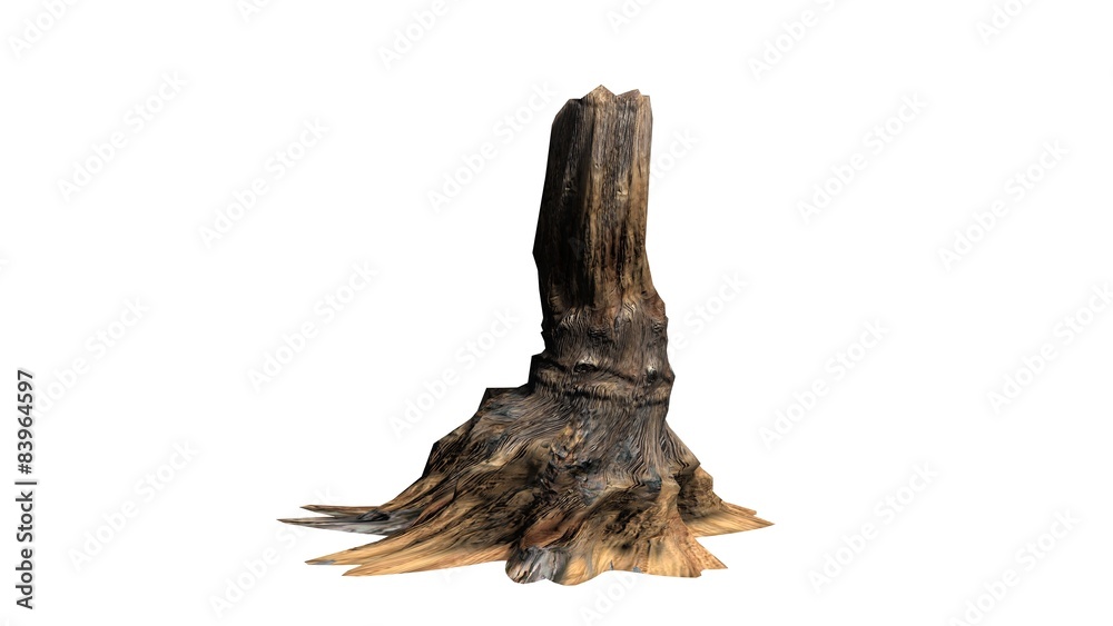 Bristlecone pine tree - separated on white background Bristlecone pine tree - separated on white background