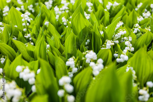 Fototapeta Naklejka Na Ścianę i Meble -  maiglöckchen