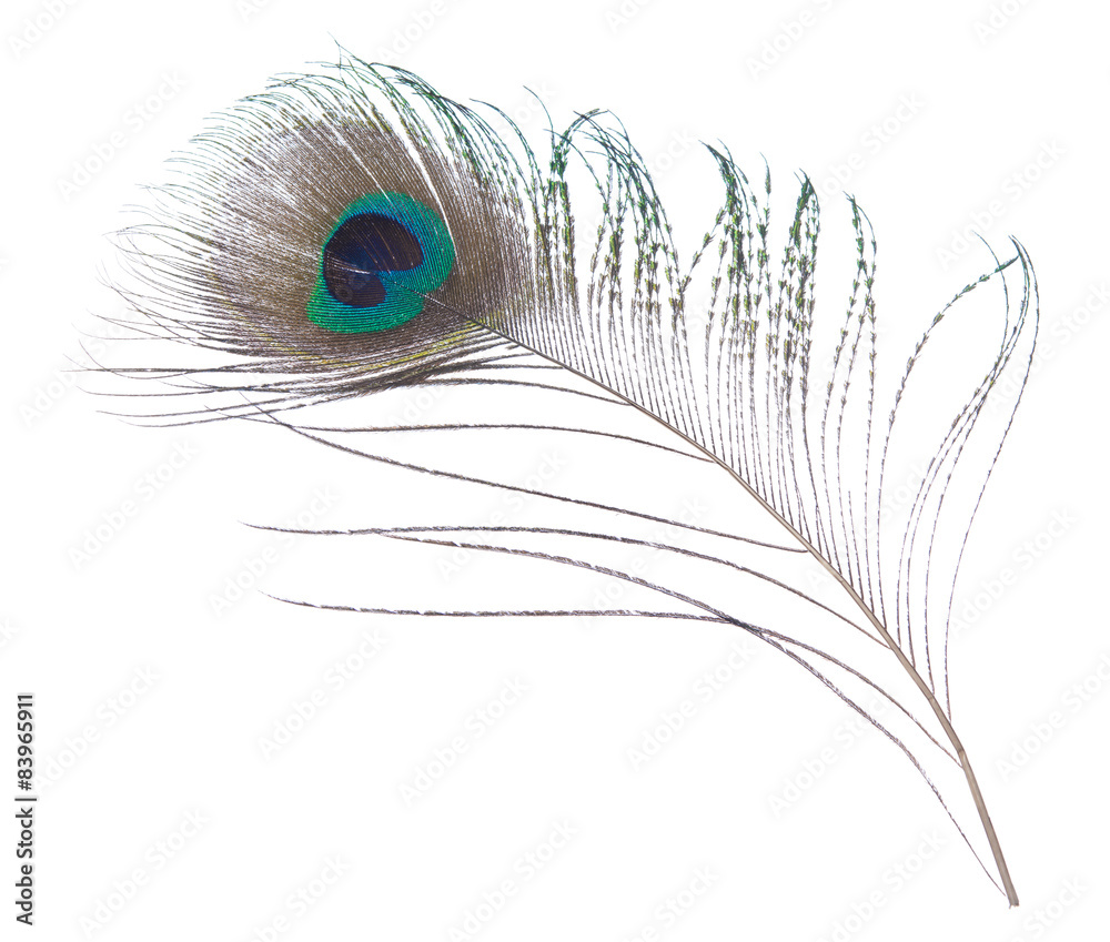 Obraz premium Peacock feather