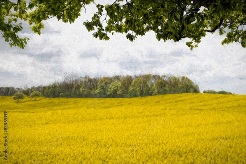 Rapeseed Field