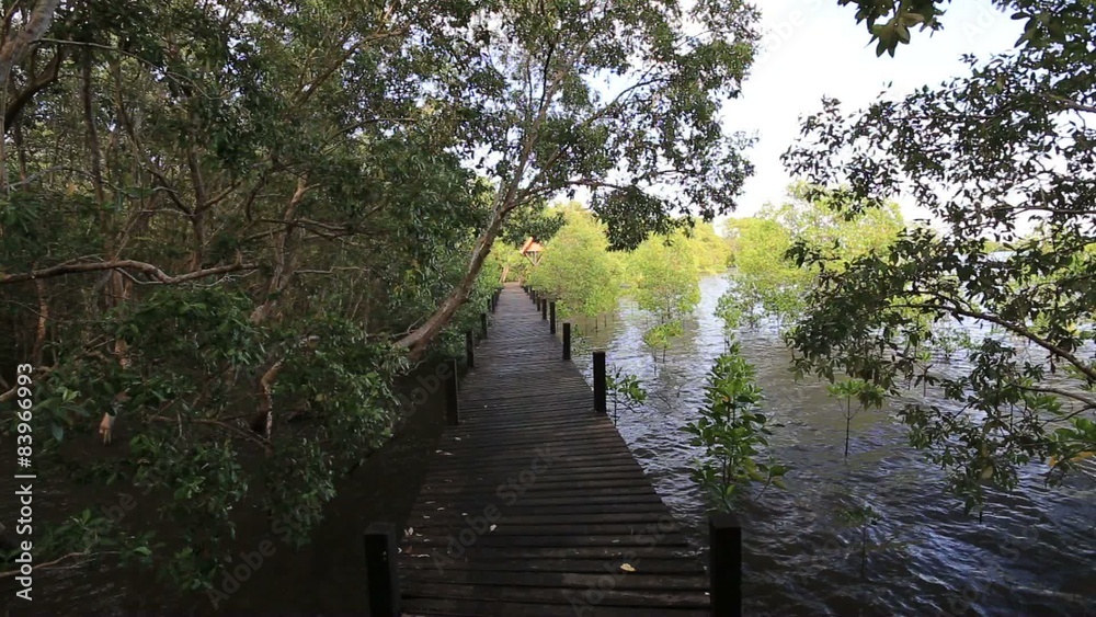 Mangrove forest and wood bridge Mangrove forest and wood bridge