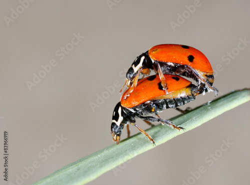 ladybug couple