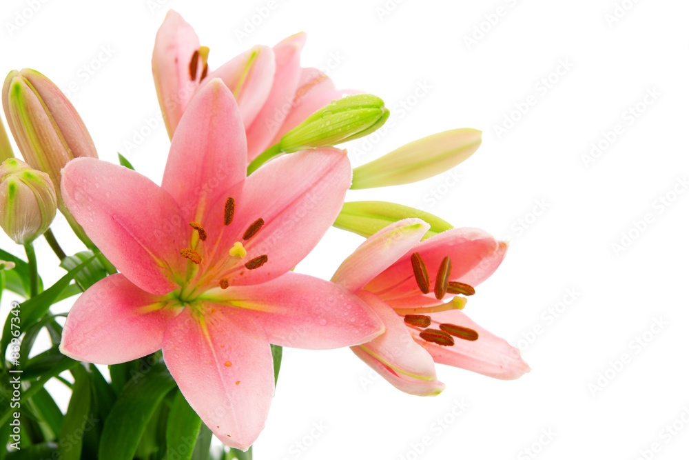 Pink lily flowers isolated .