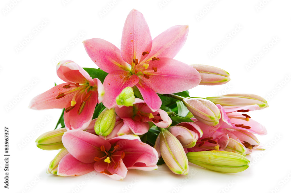 Fototapeta premium Pink lily flowers isolated .