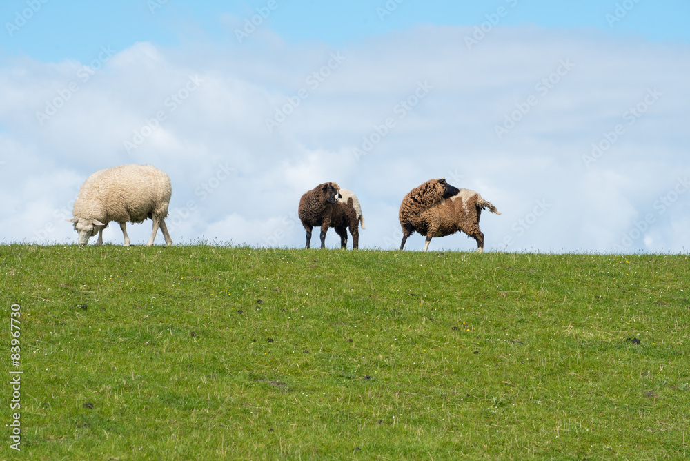drei ostfriesische Schafe auf dem Deich drei ostfriesische Schafe auf dem Deich