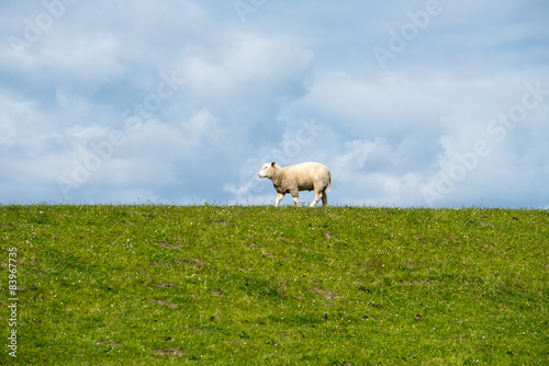 Schaf auf dem Deich