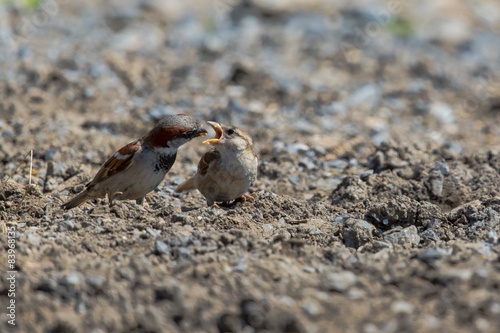 Sparrow feeding offspring