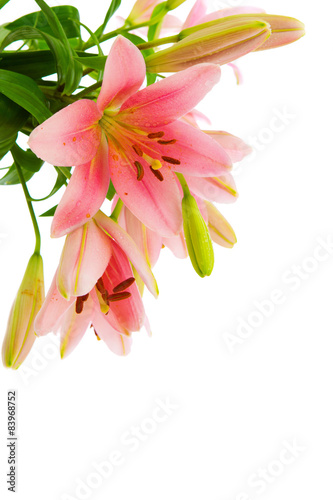 Fototapeta Naklejka Na Ścianę i Meble -  Pink lily flowers isolated .