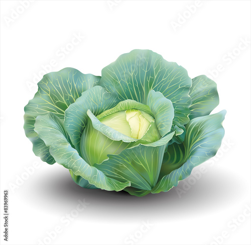Cabbage isolated on white. Vector illustration.