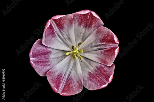 Fototapeta Naklejka Na Ścianę i Meble -  vintage flower tulip
