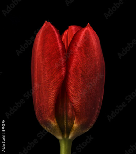 Fototapeta Naklejka Na Ścianę i Meble -  red vintage tulip