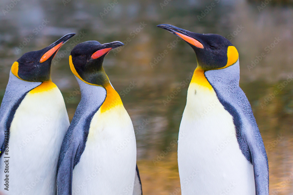 Fototapeta premium emperor penguins standing (Aptenodytes forsteri)