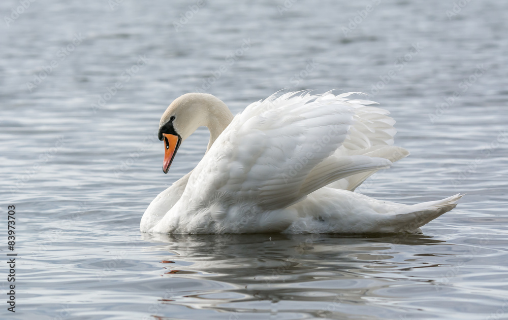 Fototapeta premium Mute swan