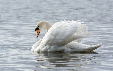 Acrylglasbilder Schwan Höckerschwan gleitet über klares Wasser  © hannurama