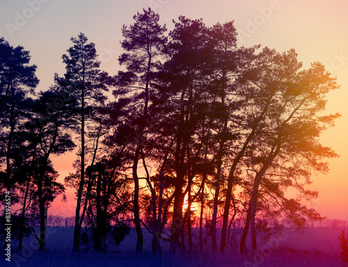 silhouettes of pine trees
