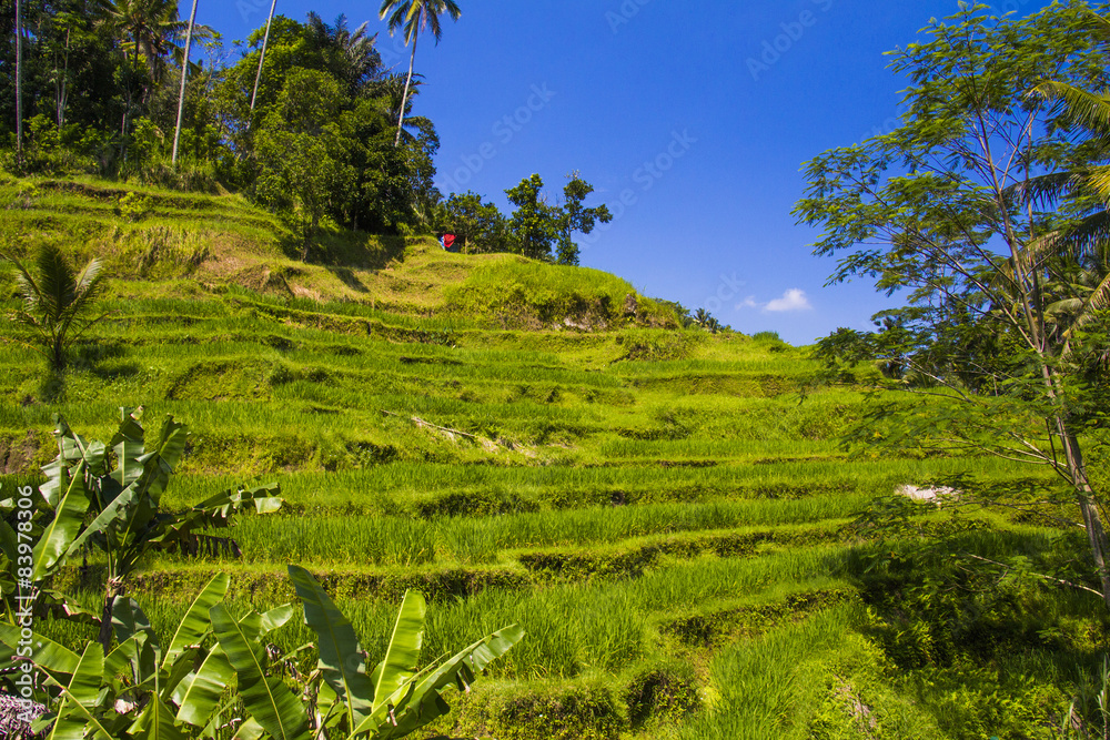 Tegalalang rice terrace. Bali