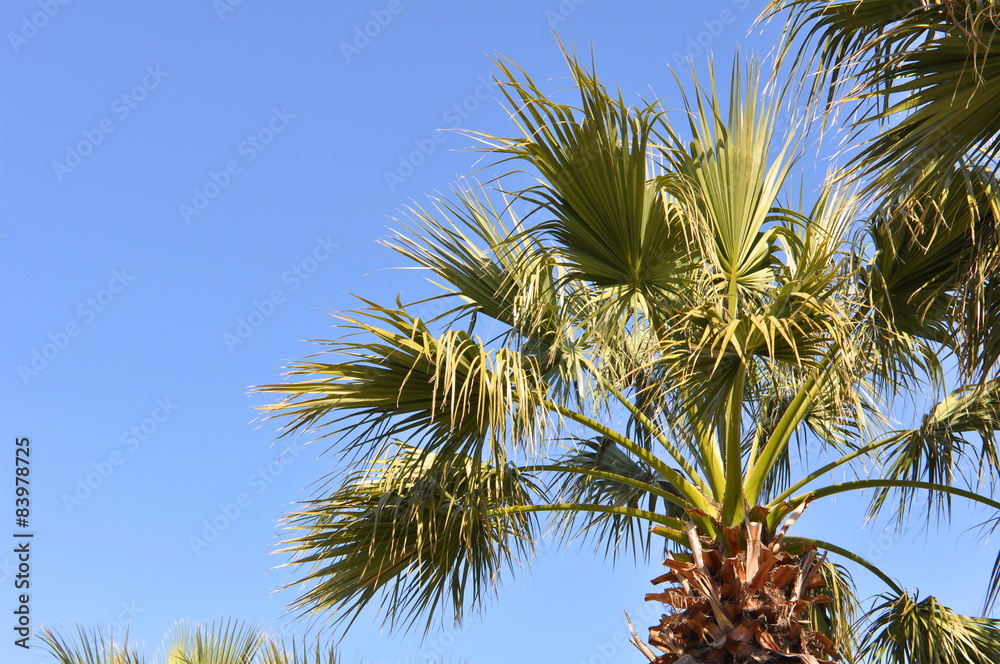 Palm Tree and Blue Sky