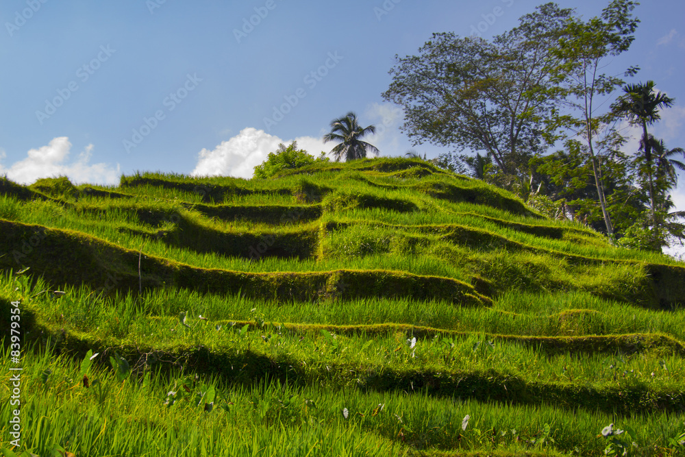 Tegalalang rice terrace. Bali