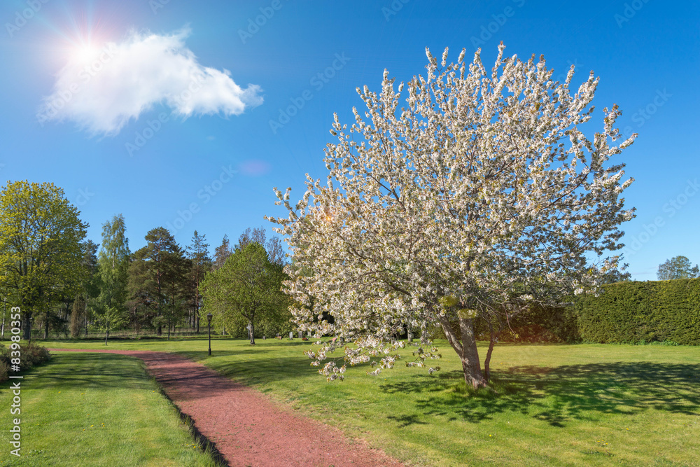Blossom apple tree and sun