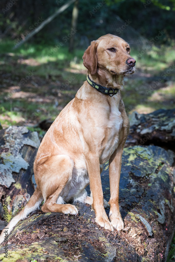 Dog Running Through Forest